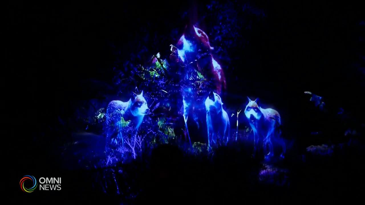 多倫多動物園燈光幻影展捲土重來 -- Aug 14, 2020 (ON)