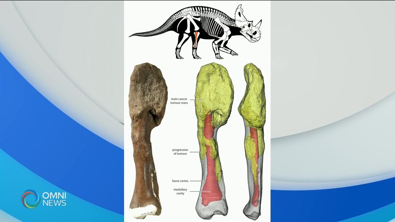 研究人員首次在恐龍化石發現惡性腫瘤 -- Aug 05, 2020 (ON)