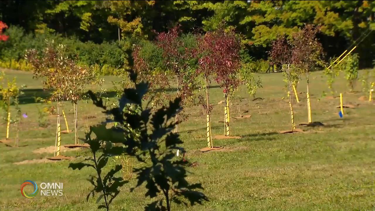 環保組織在植樹節於新寧醫院種樹 -- Sep 23, 2020 (ON)