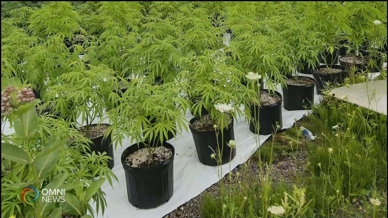 约克区警方打击非法大麻－ Oct 29, 2020