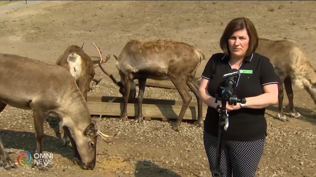多倫多動物園致力動物保育工作 -- Oct 05, 2020 (ON)