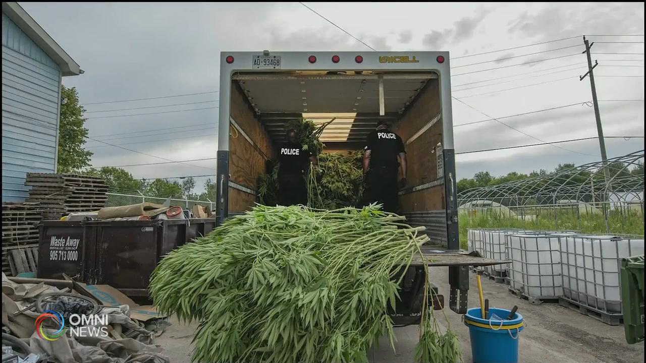 約克區警方掃蕩非法大麻 逮捕三十多名華裔嫌犯 -- Oct 29, 2020 (ON)