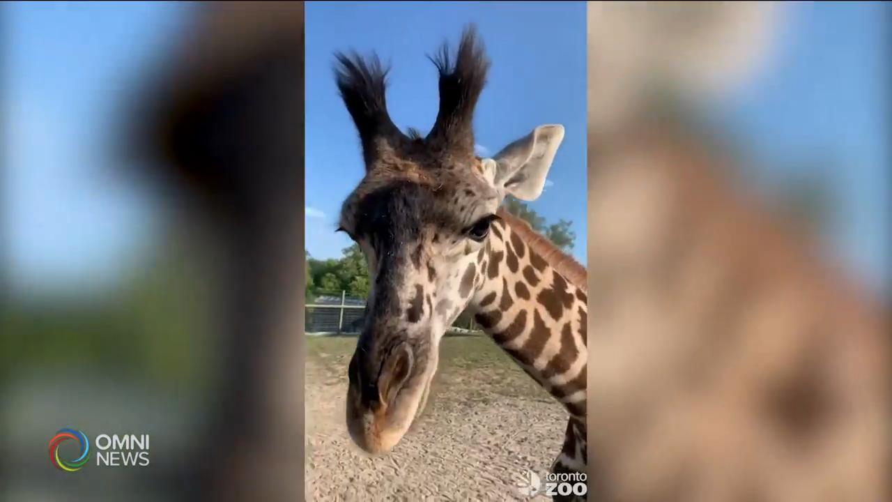 多倫多動物園再次呼籲捐款幫助園內動物 -- Jan 22, 2021 (ON)