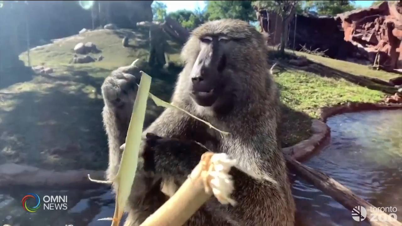 多伦多动物园呼吁民众捐款帮助动物－ Jan 22, 2021