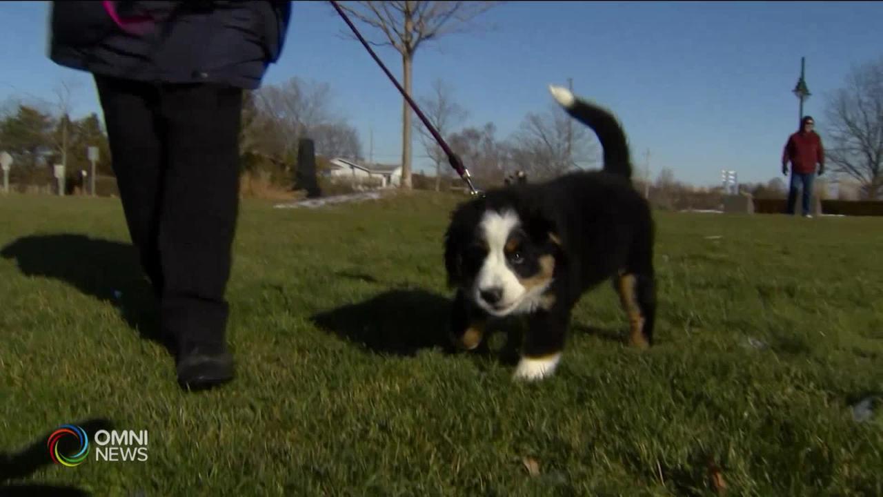 受疫情影響 要留意家中竉物的心理健康 -- Jan 08, 2021 (ON)