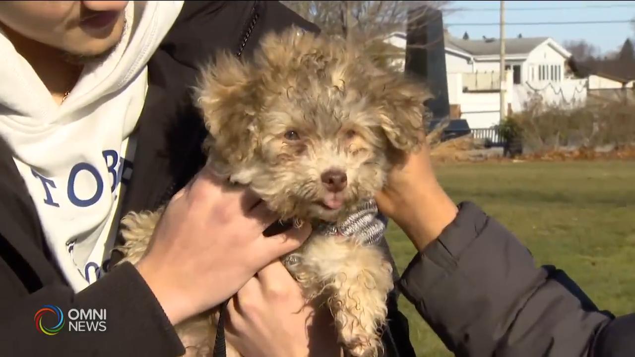 疫情发展期间多注意狗狗的心理健康－ Jan 08, 2021